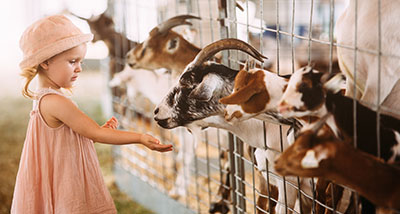 a small girl in a pink dress and hat interacting with goats behind a fence