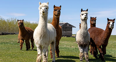 a herd of llamas walking towards the camera in a grassy field